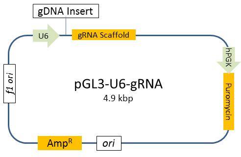 CRISPR-gRNA expression vector