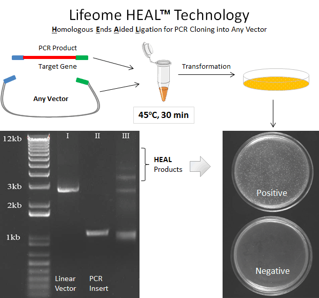HEAL Seamless PCR Cloning